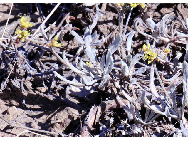 Eriogonum lagopus (Parasol buckwheat) #57213