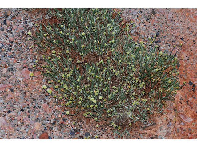 Eriogonum brevicaule var. laxifolium (Shortstem buckwheat) #57229