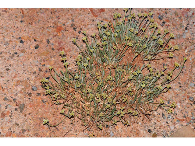 Eriogonum brevicaule var. laxifolium (Shortstem buckwheat) #57230