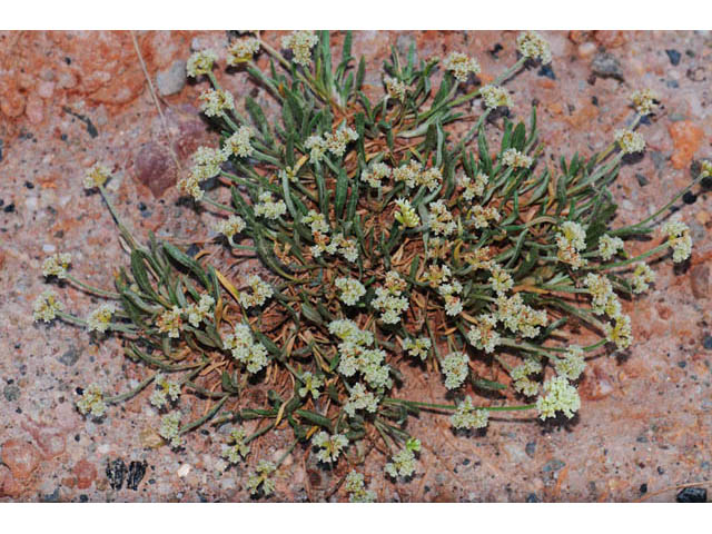 Eriogonum brevicaule var. laxifolium (Shortstem buckwheat) #57231