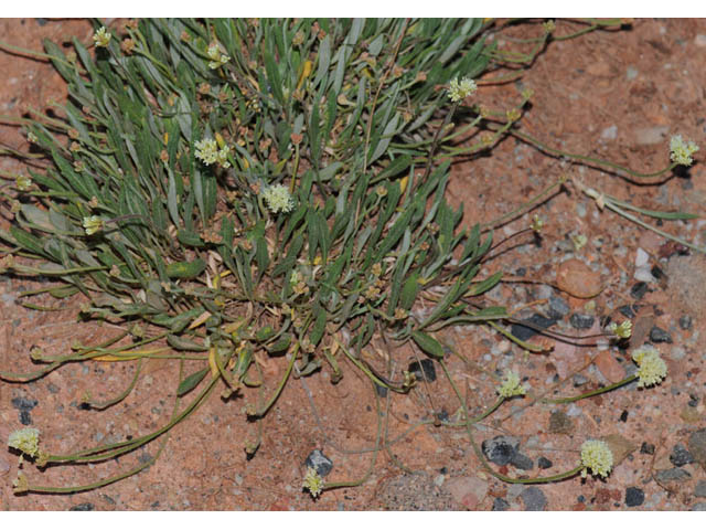 Eriogonum brevicaule var. laxifolium (Shortstem buckwheat) #57232