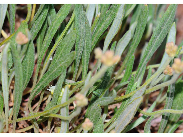 Eriogonum brevicaule var. laxifolium (Shortstem buckwheat) #57233