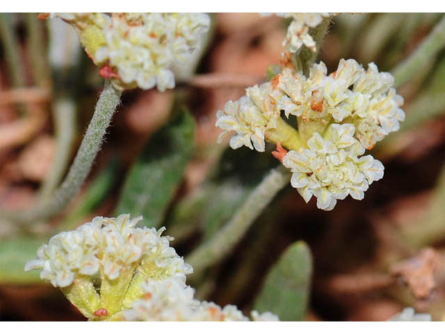 Eriogonum brevicaule var. laxifolium (Shortstem buckwheat) #57234