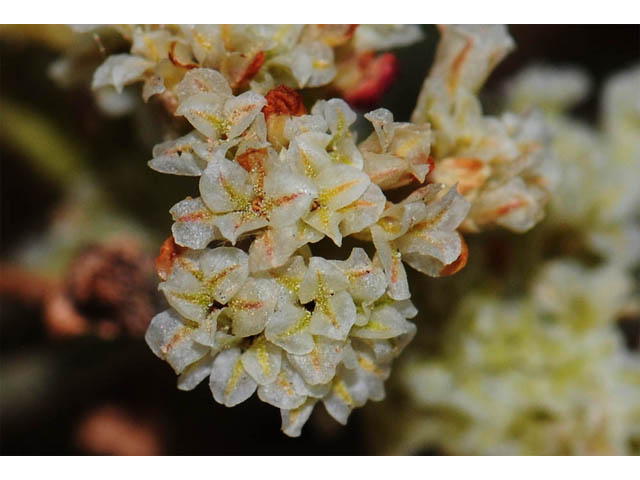 Eriogonum brevicaule var. laxifolium (Shortstem buckwheat) #57235