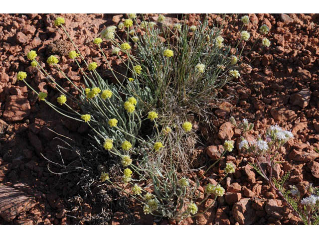 Eriogonum brevicaule var. laxifolium (Shortstem buckwheat) #57240