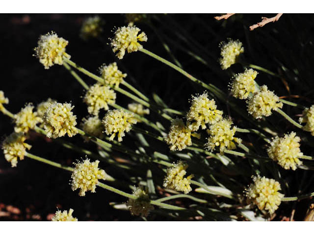 Eriogonum brevicaule var. laxifolium (Shortstem buckwheat) #57241