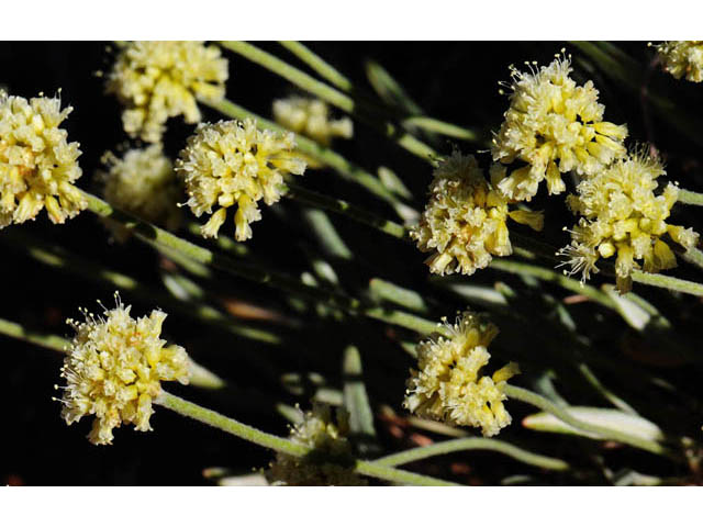 Eriogonum brevicaule var. laxifolium (Shortstem buckwheat) #57242