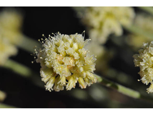Eriogonum brevicaule var. laxifolium (Shortstem buckwheat) #57243