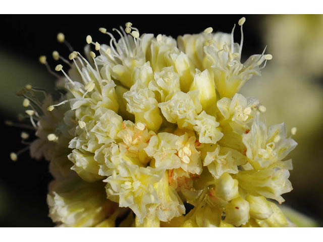 Eriogonum brevicaule var. laxifolium (Shortstem buckwheat) #57244