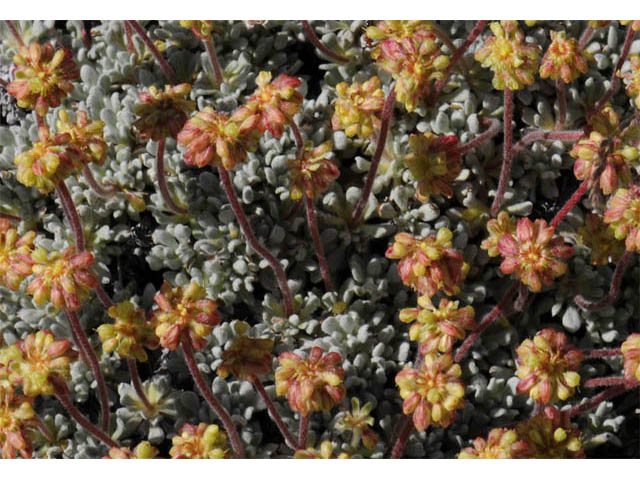 Eriogonum caespitosum (Matted buckwheat) #57247