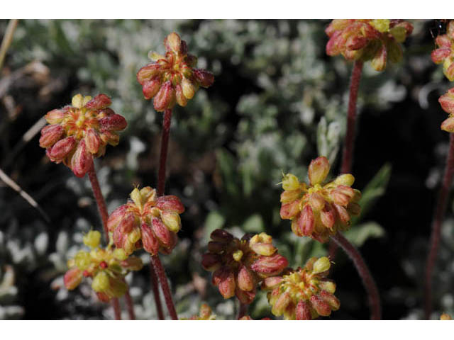 Eriogonum caespitosum (Matted buckwheat) #57255