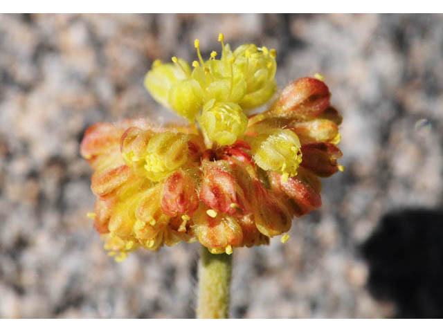 Eriogonum caespitosum (Matted buckwheat) #57257