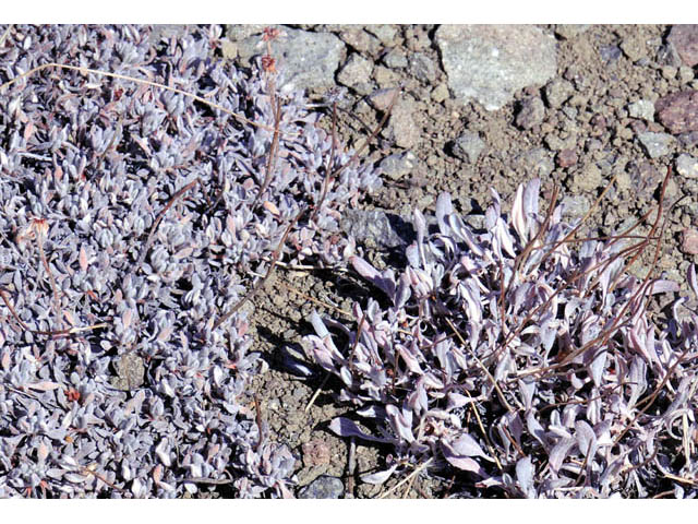 Eriogonum caespitosum (Matted buckwheat) #57262