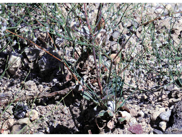 Eriogonum cernuum (Nodding buckwheat) #57330