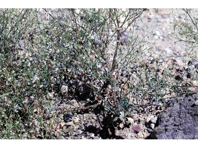 Eriogonum cernuum (Nodding buckwheat) #57331