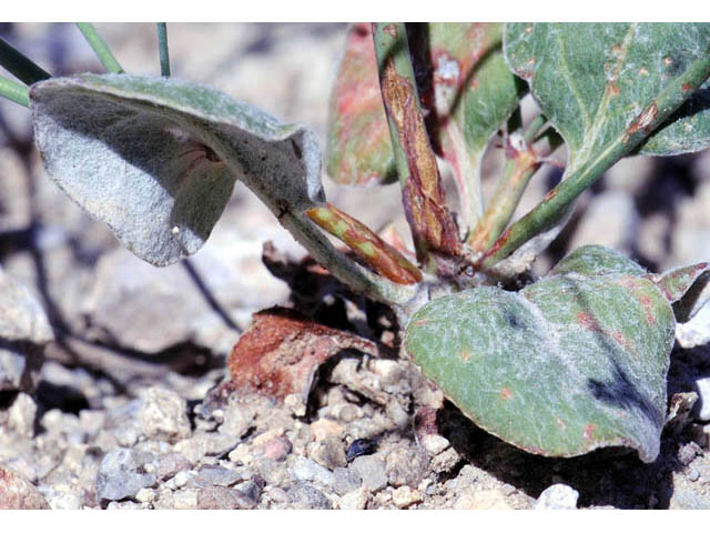 Eriogonum cernuum (Nodding buckwheat) #57337