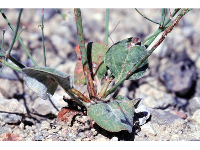 Eriogonum cernuum (Nodding buckwheat) #57338