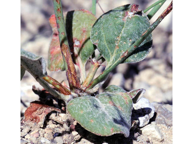 Eriogonum cernuum (Nodding buckwheat) #57339