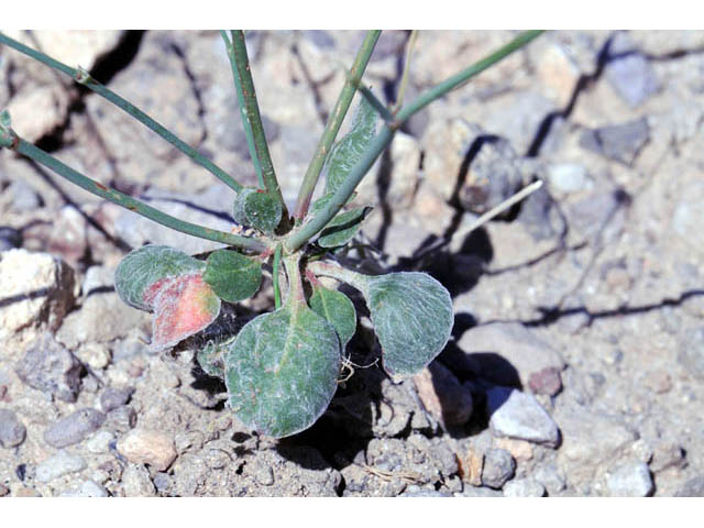 Eriogonum cernuum (Nodding buckwheat) #57340