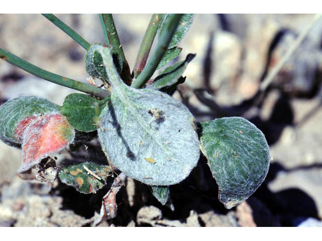 Eriogonum cernuum (Nodding buckwheat) #57342