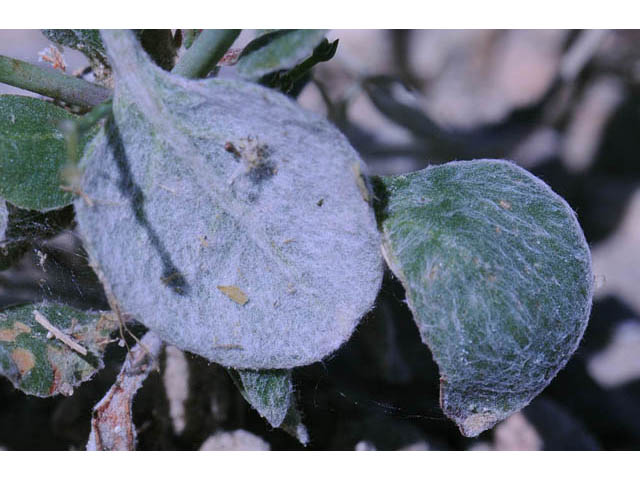 Eriogonum cernuum (Nodding buckwheat) #57343