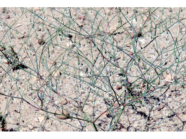 Eriogonum cernuum (Nodding buckwheat) #57345