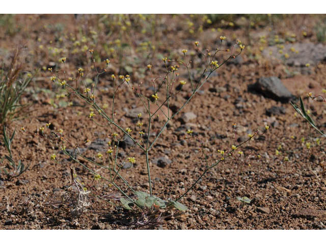 Eriogonum collinum (Hill buckwheat) #57353