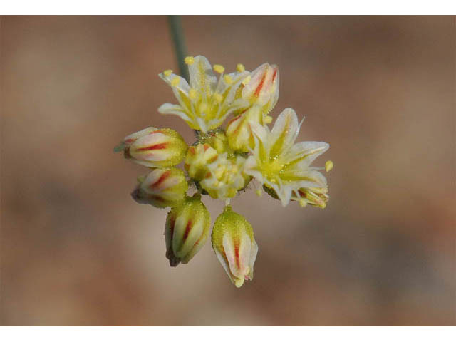 Eriogonum collinum (Hill buckwheat) #57361