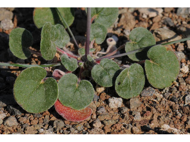 Eriogonum collinum (Hill buckwheat) #57364