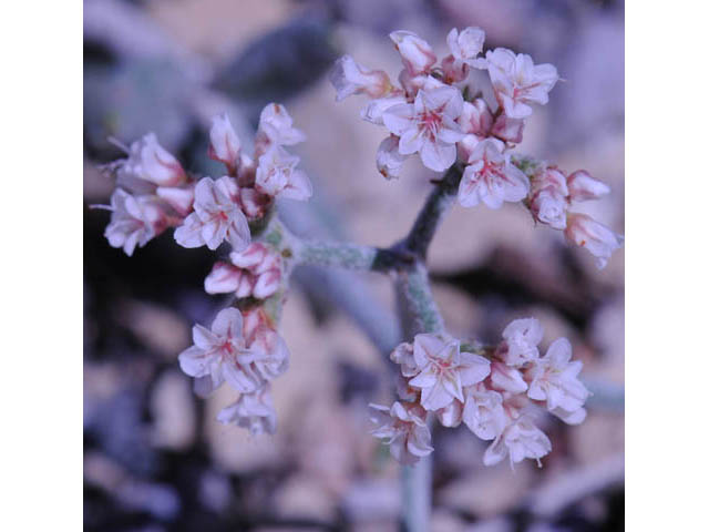 Eriogonum corymbosum var. corymbosum (Crispleaf buckwheat) #57374