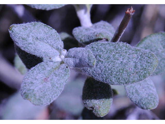 Eriogonum corymbosum var. corymbosum (Crispleaf buckwheat) #57377