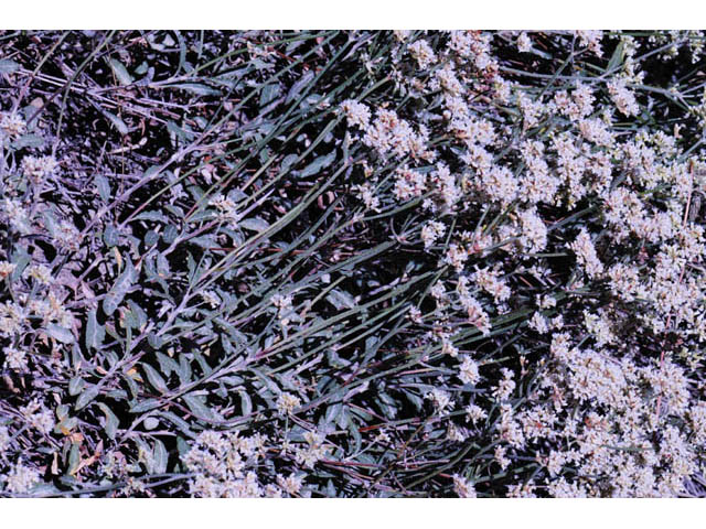 Eriogonum corymbosum var. corymbosum (Crispleaf buckwheat) #57385