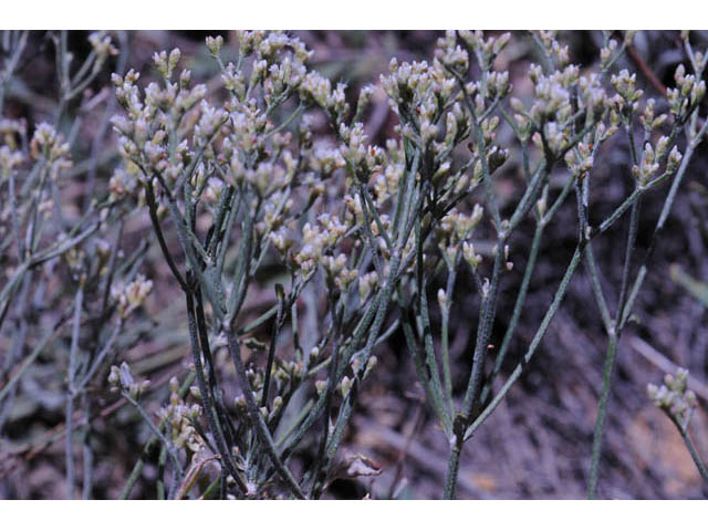 Eriogonum corymbosum var. corymbosum (Crispleaf buckwheat) #57387