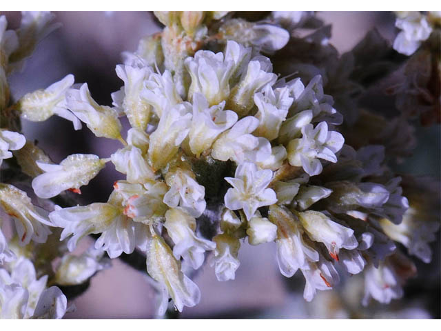 Eriogonum corymbosum var. corymbosum (Crispleaf buckwheat) #57394