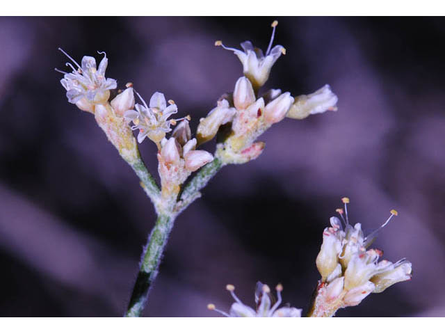 Eriogonum corymbosum var. corymbosum (Crispleaf buckwheat) #57398