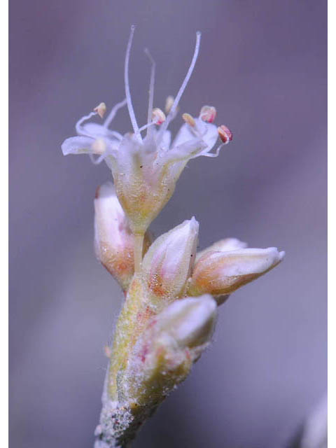 Eriogonum corymbosum var. corymbosum (Crispleaf buckwheat) #57403