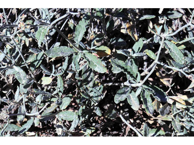 Eriogonum corymbosum var. corymbosum (Crispleaf buckwheat) #57406