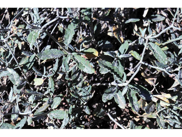 Eriogonum corymbosum var. corymbosum (Crispleaf buckwheat) #57407