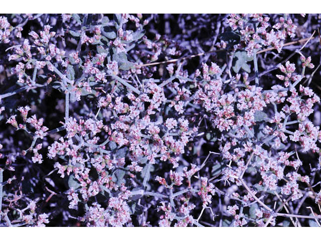 Eriogonum corymbosum (Crispleaf buckwheat) #57410