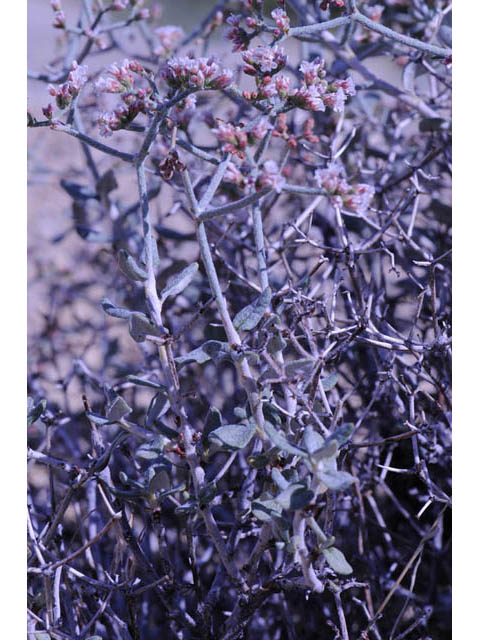Eriogonum corymbosum (Crispleaf buckwheat) #57413