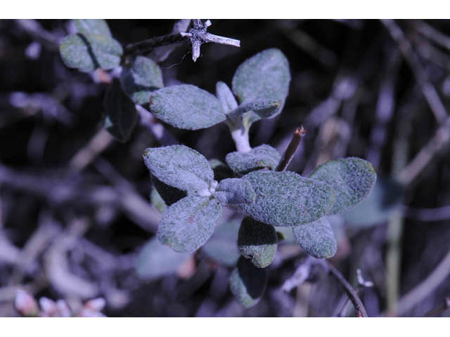 Eriogonum corymbosum (Crispleaf buckwheat) #57421