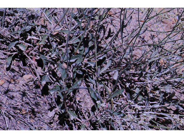 Eriogonum corymbosum (Crispleaf buckwheat) #57426
