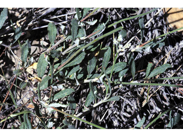 Eriogonum corymbosum (Crispleaf buckwheat) #57447