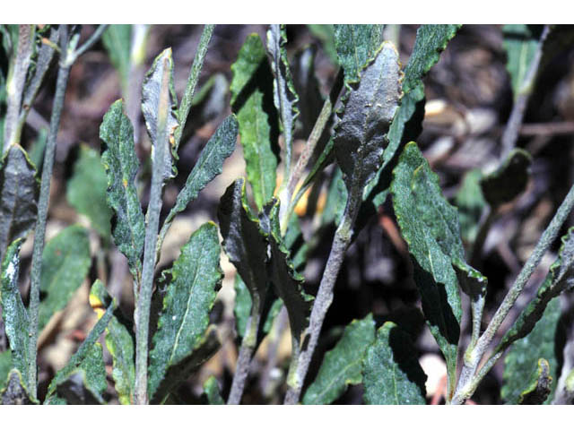Eriogonum corymbosum (Crispleaf buckwheat) #57448
