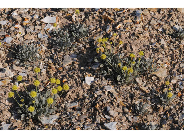 Eriogonum crosbyae (Crosby's buckwheat) #57451
