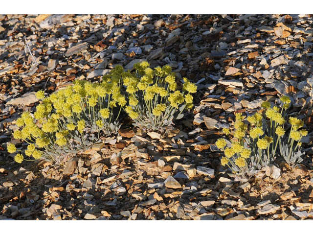 Eriogonum crosbyae (Crosby's buckwheat) #57452