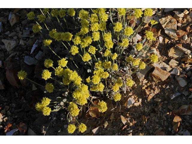 Eriogonum crosbyae (Crosby's buckwheat) #57453