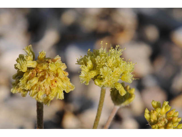 Eriogonum crosbyae (Crosby's buckwheat) #57457