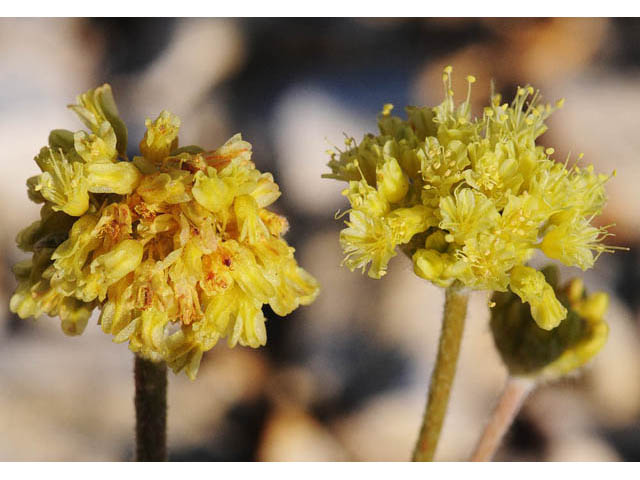 Eriogonum crosbyae (Crosby's buckwheat) #57458