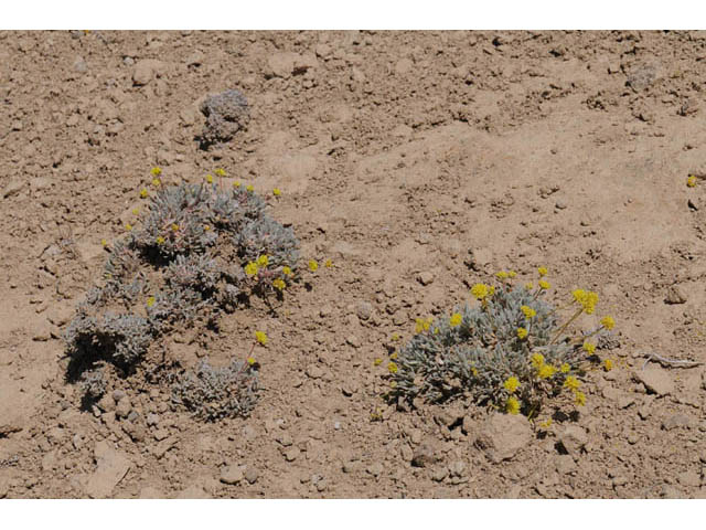Eriogonum crosbyae (Crosby's buckwheat) #57466
